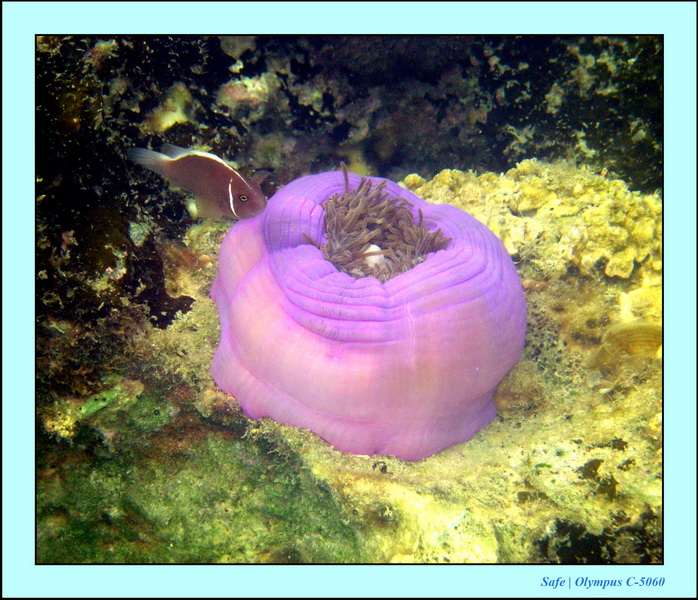 2005 - 08 - Perhentian  - 067.JPG